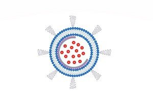 In this illustration, a nanobowl (purple semicircle) supports the structure of a liposome (blue membrane bilayer) to help keep a chemotherapy drug (red) from leaking out. Credit: Nano Letters 2020, DOI: 10.1021/acs.nanolett.0c00495