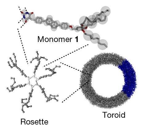 Models of one monomer  Source:  Sougata Datta et al/Springer Nature Limited 2020  Each ring is composed of 600 small molecules held together by van der Waals interactions