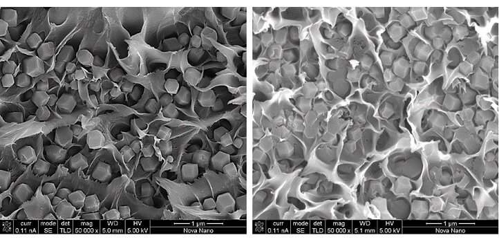 Cross-sectional SEM images show differences in physical characteristics of the membranes..Reproduced with permission from reference 1. Credit:  2020 Springer Nature