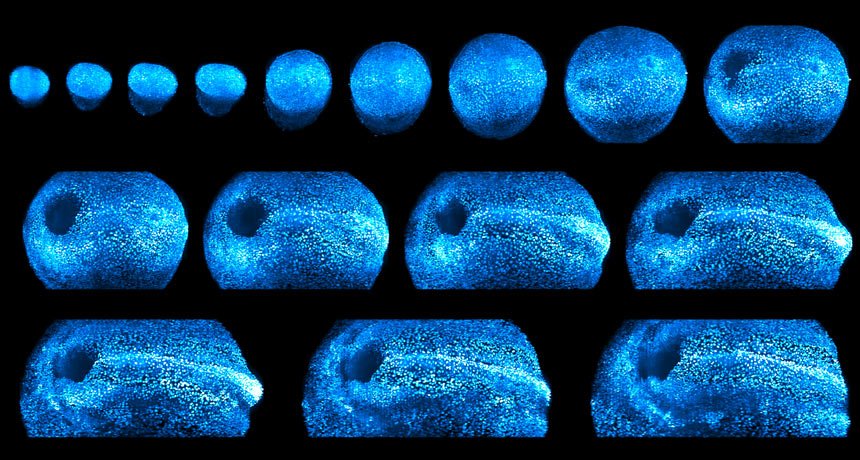 LIGHT THE WAY  A new microscope uses laser light to image growing mammal embryos. Scientists used the instrument to track a mouse embryo (seen in false color) as it developed over two days.